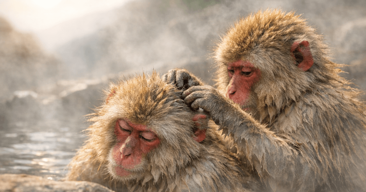 共同浴場でも感染は増えない？ニホンザル温泉入浴が示した“衛生”の新常識