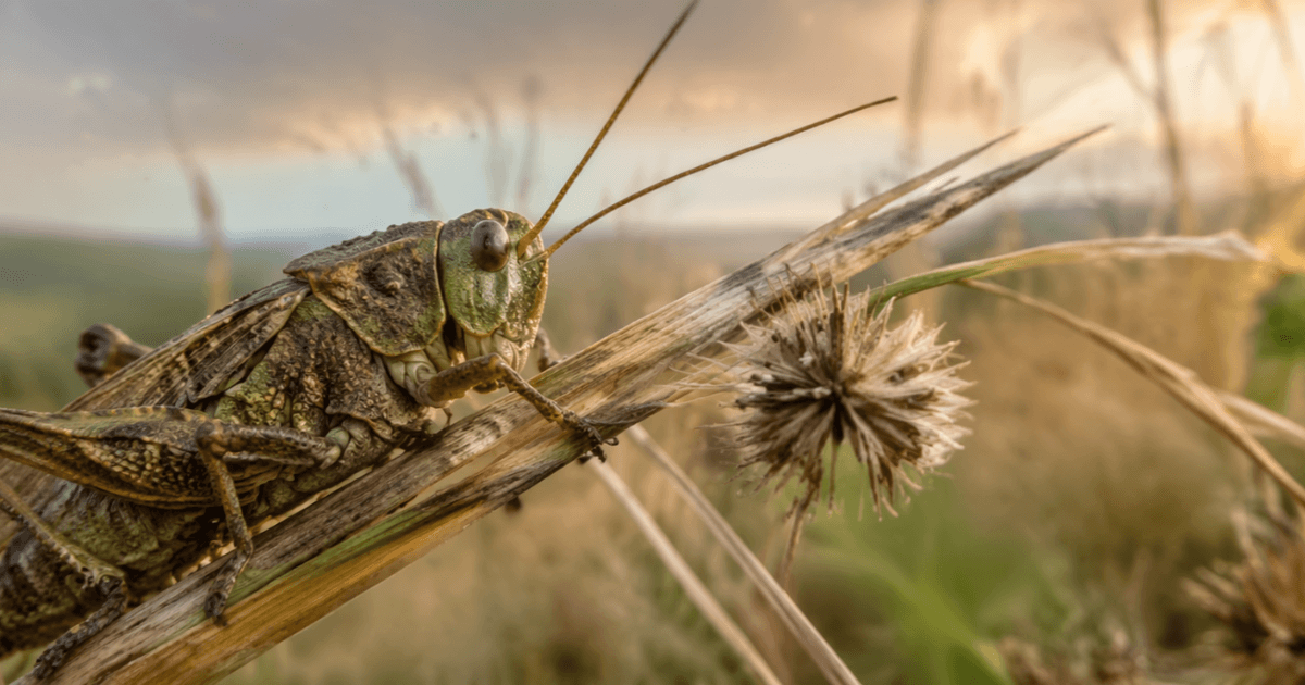 Verschwinden die Heuschrecken? : Wie der Klimawandel und menschliche Aktivitäten die Welt der Graslandschaften verändern - Das wahre Gesicht der Heuschrecken, das das Image der "Schädlinge" umkehrt