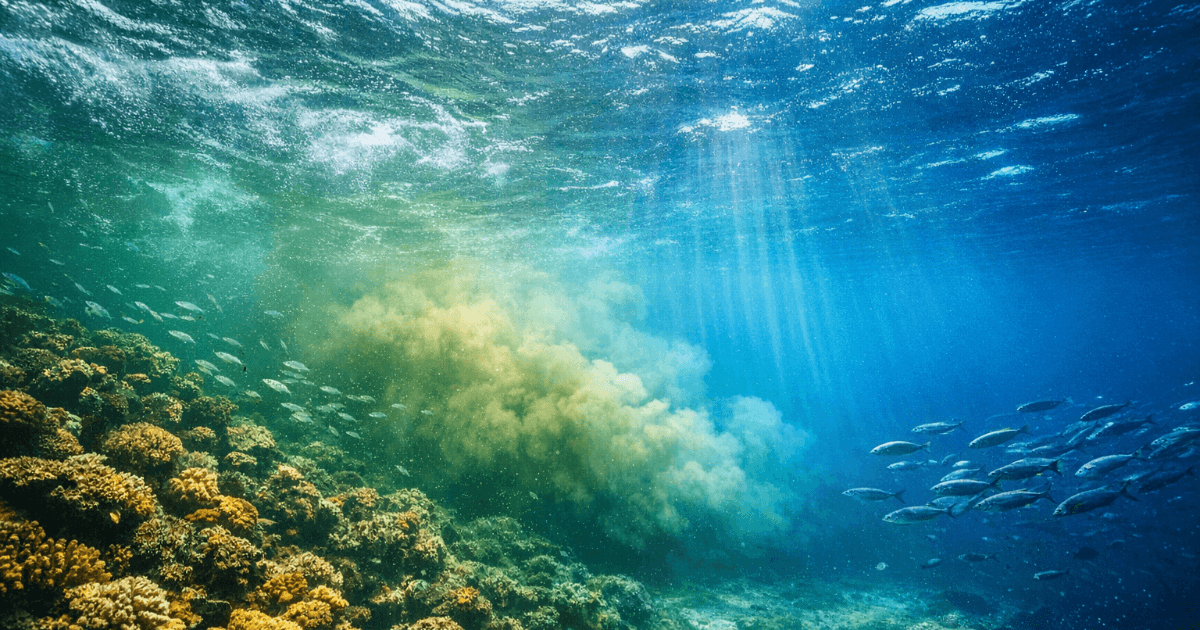 The Mystery of Ocean Nutrients: The "Map of Ocean Nutrition" That Determines the Future of Fish is Beginning to Change