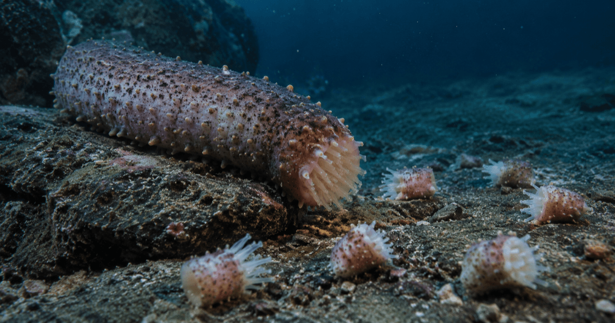 Immortels de la mer ? Les structures des concombres de mer qui ne meurent pas même lorsqu'elles sont séparées ─ Une découverte marine qui remet en question ce que signifie "être vivant"