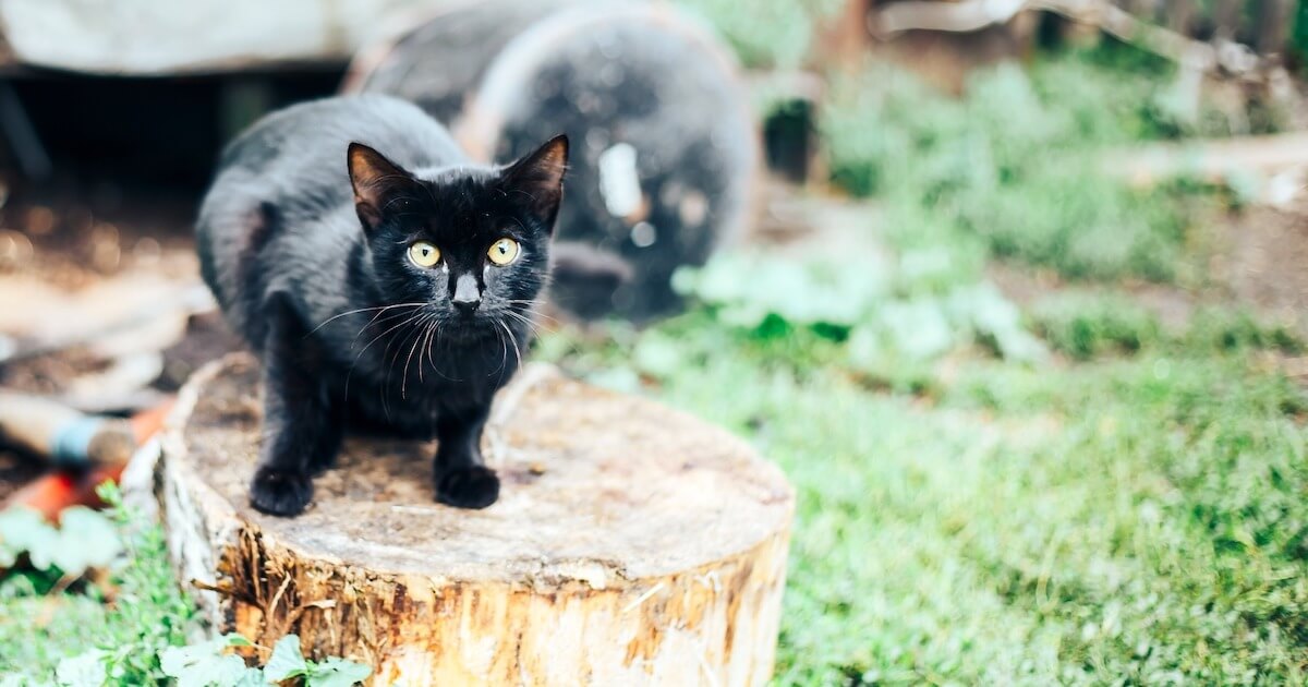 Les chats sont-ils vraiment heureux ? "Mignon" ne suffit pas à les protéger - La science pour éviter de mal comprendre les émotions des chats