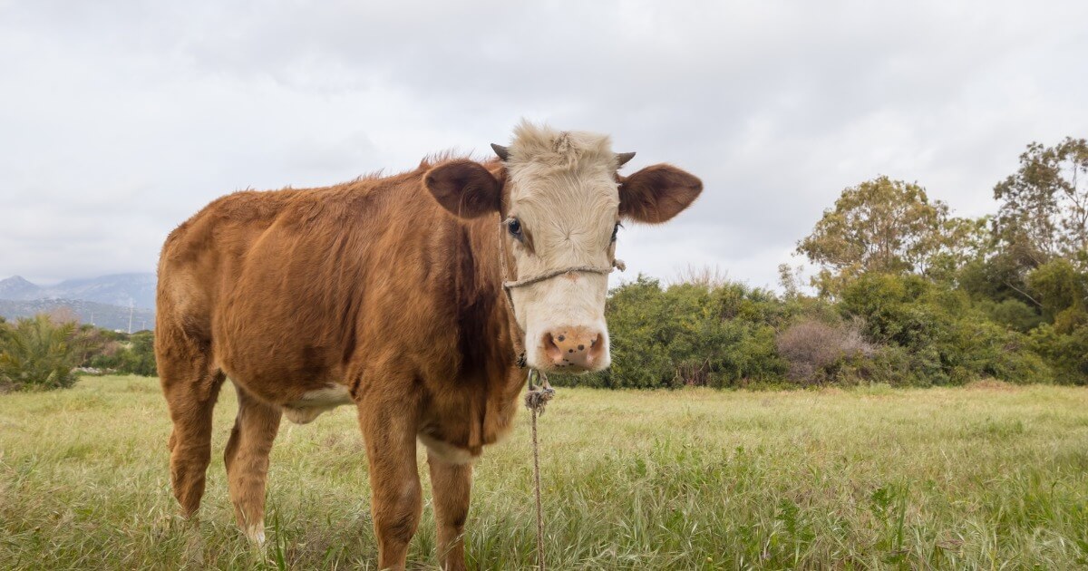 "Collapse" Before 50% Tariff - Shocking 80% Drop in Brazilian Beef Exports to the U.S.