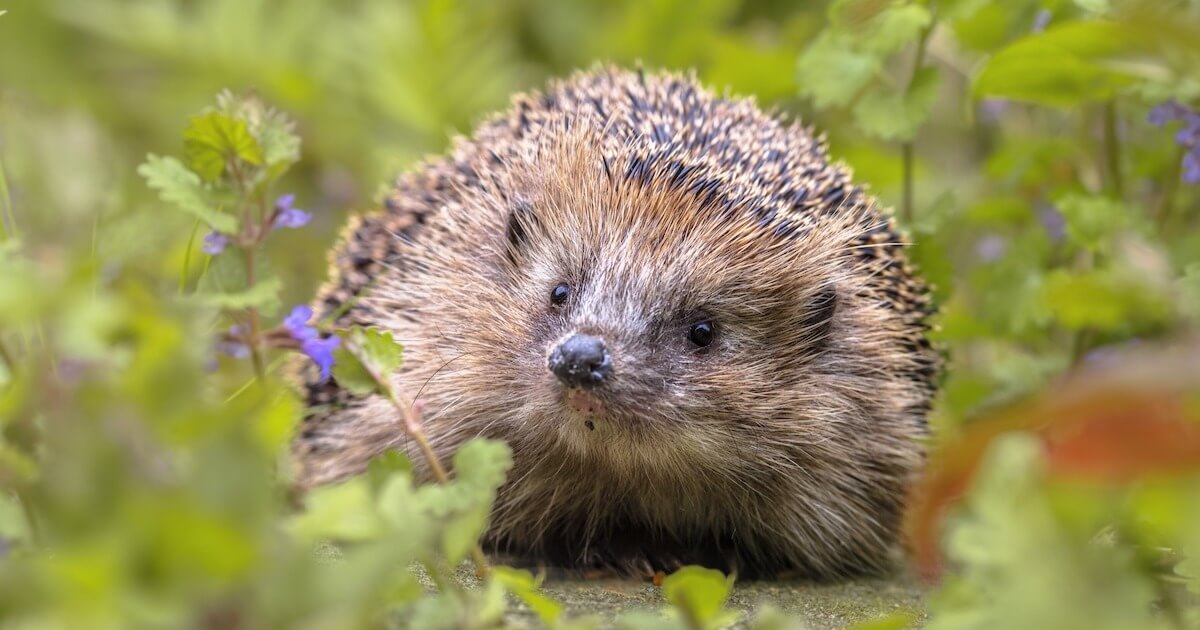 「車に超音波」を現実に？ ハリネズミの耳の秘密が示した意外な可能性 : かわいいだけじゃない、精密すぎる耳