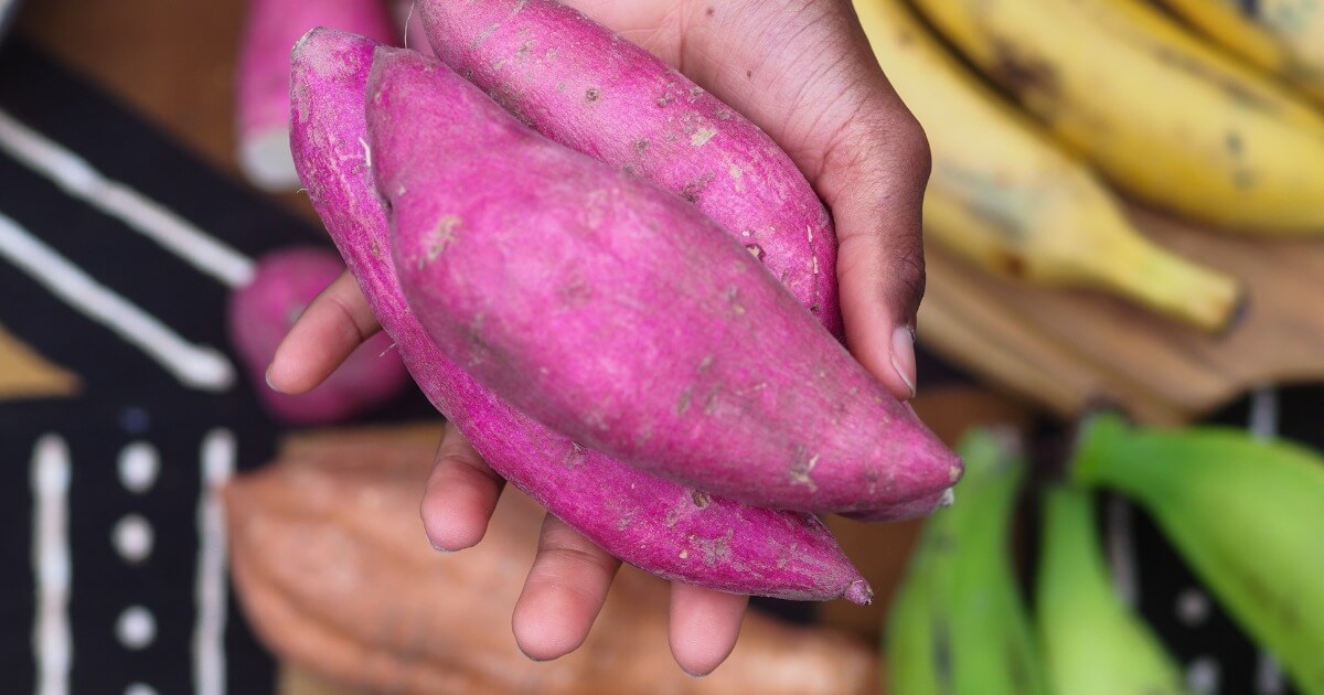 Deciphering the DNA of Sweet Potatoes: Unraveling the Hexaploid Labyrinth - What Sweet Potato DNA Reveals About Its "Mosaic Ancestors"